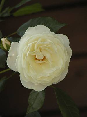 photo1