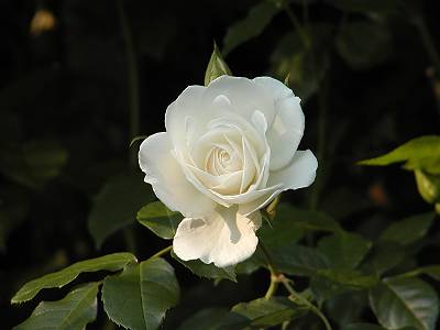 photo4