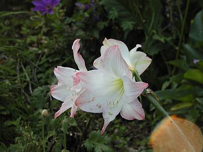 photo1