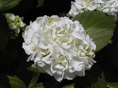 photo1